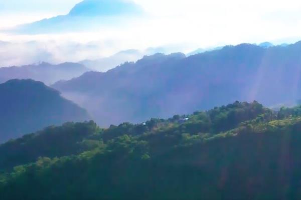 清廉建设 守护“森林”